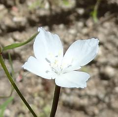 clarkia epilobioides